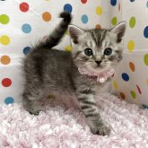 ミヌエット(長足)