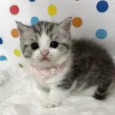 マンチカン(短足)