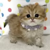 ミヌエット(長足)