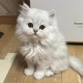 ペルシャ(チンチラ)【福岡県・男の子・2025年2月19日・チンチラシルバー】の写真1