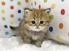 ペルシャ(チンチラ)【福岡県・女の子・2025年8月14日・チンチラゴールデン】の写真2