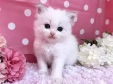 ラグドール【福岡県・男の子・2025年3月8日・ブルーポイントバイカラー】の写真2