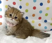 ペルシャ(チンチラ)【福岡県・女の子・2025年8月14日・チンチラゴールデン】の写真2