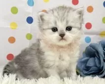 ミヌエット(長足)【福岡県・男の子・2025年3月1日・シルバータビーホワイト】の写真2