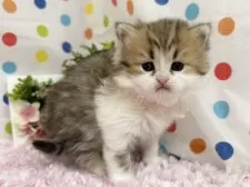 ミヌエット(長足)【福岡県・男の子・2025年2月7日・ブラウンタビーホワイト】の写真2