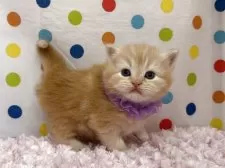 マンチカン(長足)【福岡県・男の子・2025年10月21日・レッドタビー】の写真2