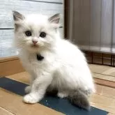 ラグドール【福岡県・男の子・2025年9月10日・ブルーポイントバイカラー】の写真3