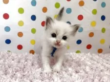 ラグドール【福岡県・女の子・2025年9月10日・ブルーポイントバイカラー】の写真3