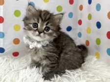 ミヌエット(長足)【福岡県・女の子・2025年7月14日・ブラウンタビー】の写真3