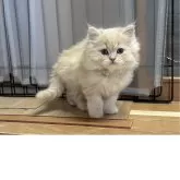 マンチカン(長足)【福岡県・男の子・2025年9月3日・クリーム】の写真3