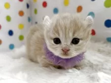 マンチカン(短足)【福岡県・女の子・2026年2月18日・クリーム】の写真3