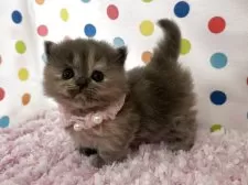 マンチカン(短足)【福岡県・女の子・2026年2月8日・トーティー】の写真4