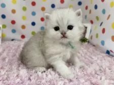 ペルシャ(チンチラ)【福岡県・男の子・2025年2月19日・チンチラシルバー】の写真4