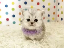 ミヌエット(短足)【福岡県・女の子・2026年1月7日・シルバータビーホワイト】の写真4