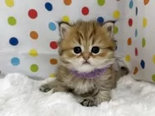 ペルシャ(チンチラ)【福岡県・女の子・2025年8月14日・チンチラゴールデン】の写真4