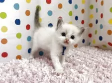 ラグドール【福岡県・女の子・2025年9月10日・ブルーポイントバイカラー】の写真4