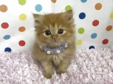 ミヌエット(長足)【福岡県・女の子・2025年9月22日・レッドタビー】の写真5