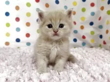 マンチカン(長足)【福岡県・男の子・2025年9月3日・クリーム】の写真5