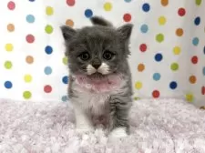 マンチカン(長足)【福岡県・男の子・2025年8月8日・ブルーホワイト】の写真5