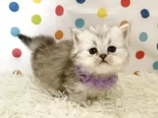 ミヌエット(短足)【福岡県・女の子・2026年1月7日・シルバータビーホワイト】の写真5