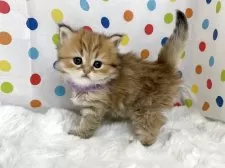 ペルシャ(チンチラ)【福岡県・女の子・2025年8月14日・チンチラゴールデン】の写真5