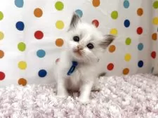 ラグドール【福岡県・女の子・2025年9月10日・ブルーポイントバイカラー】の写真5