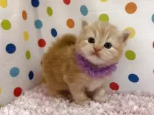 マンチカン(長足)【福岡県・男の子・2025年10月21日・レッドタビー】の写真5