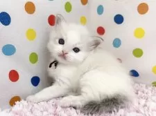 ラグドール【福岡県・男の子・2025年3月27日・ブルーリンクスポイント】の写真6