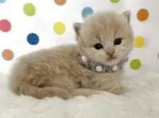 マンチカン(短足)【福岡県・女の子・2026年2月18日・クリーム】の写真6