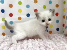 ラグドール【福岡県・女の子・2025年9月10日・ブルーポイントバイカラー】の写真6