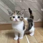 ミヌエット(長足)【福岡県・女の子・2025年10月19日・ブラウンパッチドタビーホワイト】の写真6