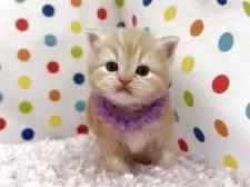 マンチカン(長足)【福岡県・男の子・2025年10月21日・レッドタビー】の写真6