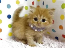 ミヌエット(長足)【福岡県・女の子・2025年9月22日・レッドタビー】の写真6