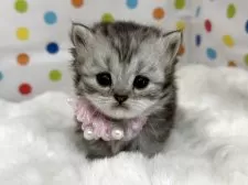 ミヌエット(短足)【福岡県・男の子・2025年7月2日・シルバータビー】の写真7