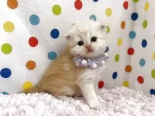 マンチカン(長足)【福岡県・女の子・2025年10月21日・レッドタビー】の写真7