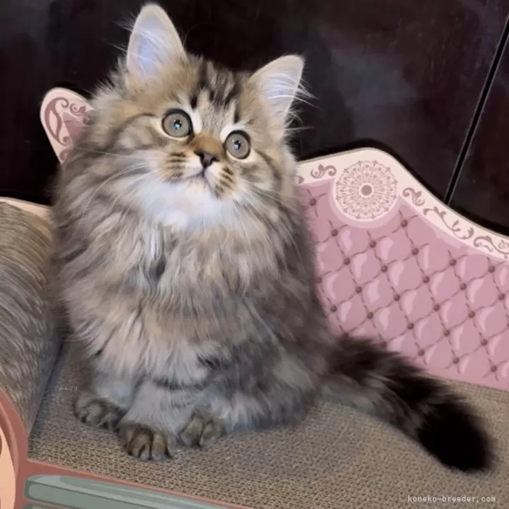ID:2401-02319の子猫
