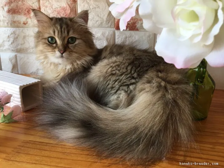 ID：1708-00956の子猫
