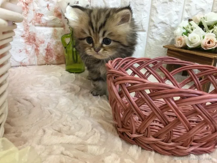 ID：1809-01264の子猫