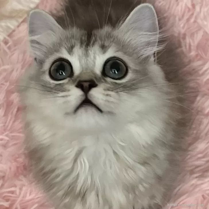 ID：2406-03319の子猫