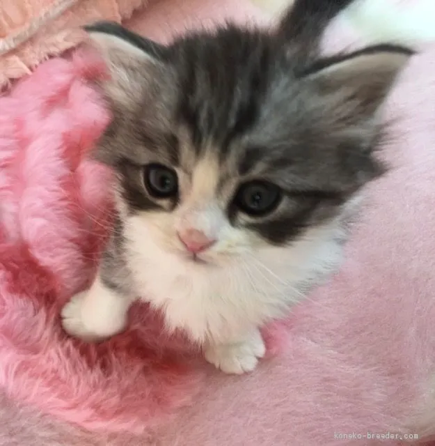 ID：2008-00562の子猫