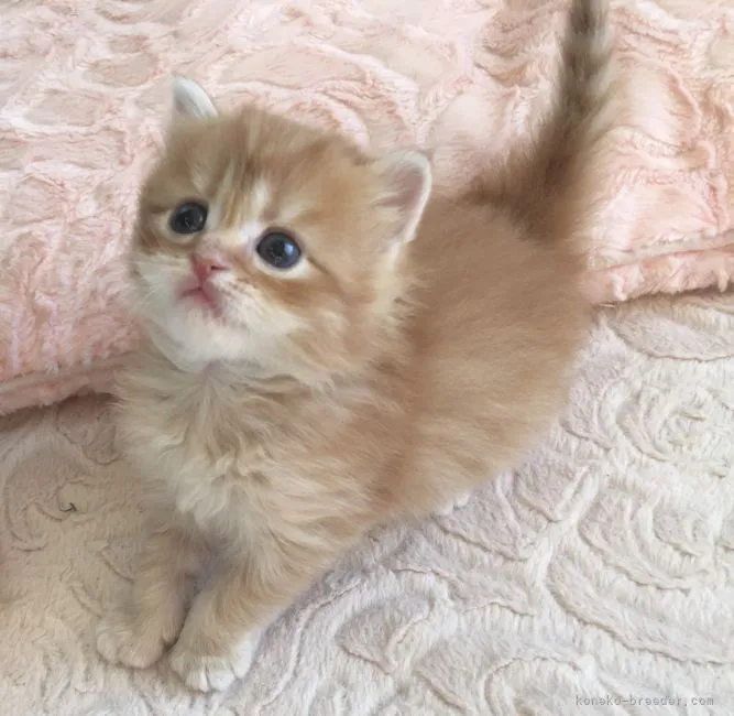 ID:2110-01924の子猫