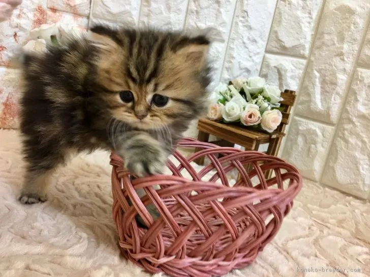 ID:1809-00434の子猫