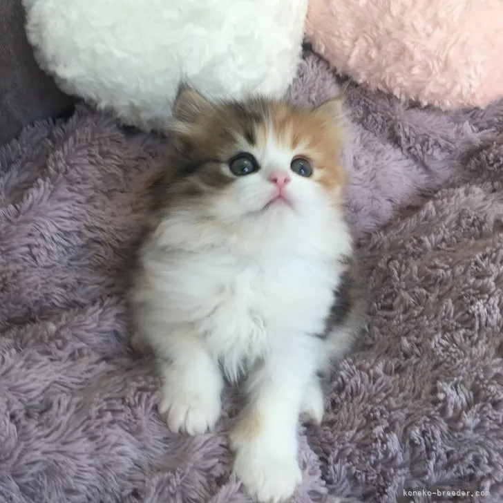 ID：2307-02401の子猫