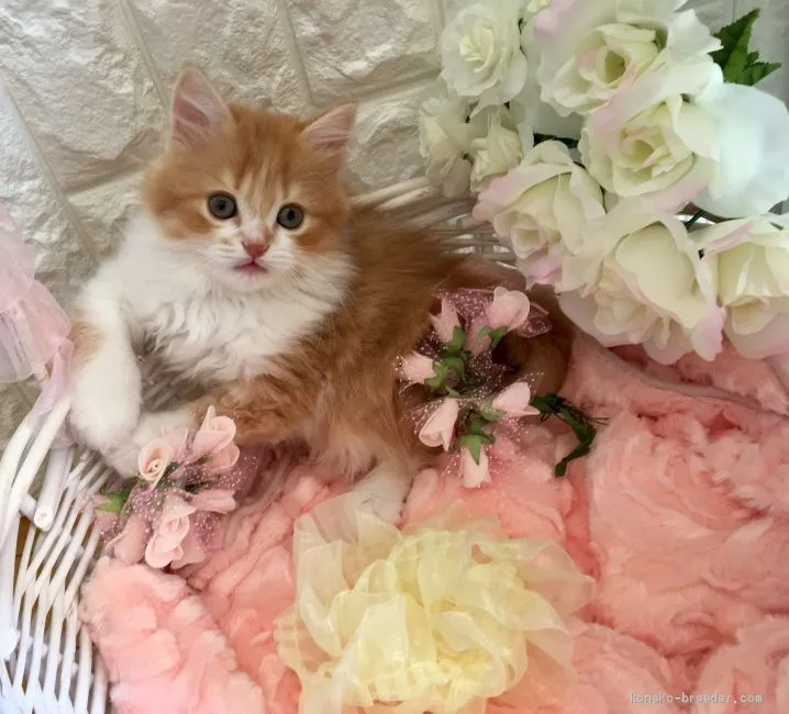 ID：1905-00455の子猫