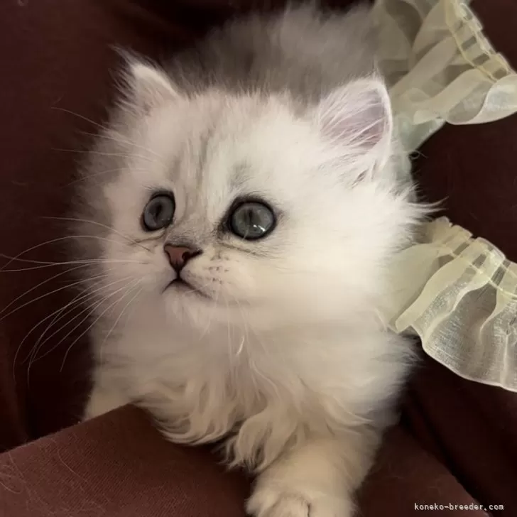 ID：2403-01481の子猫