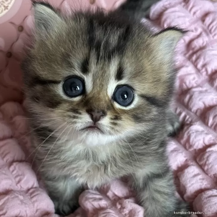 ID：2407-01903の子猫