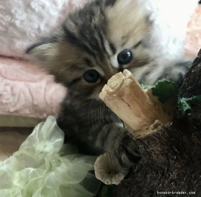 ID:2106-02550の子猫