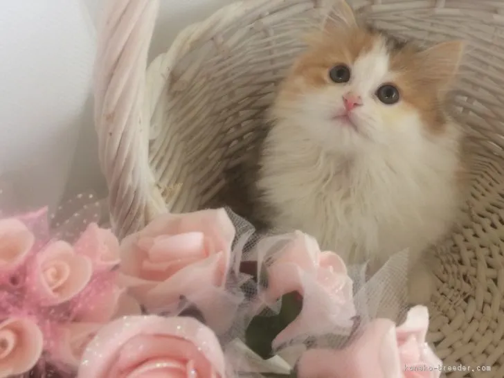ID:1706-00804の子猫