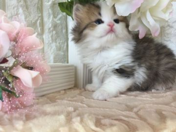 ミヌエット【埼玉県・男の子・2018年2月7日・ブラウン&ホワイト（ロングヘア）】の写真「綺麗なカラーのミヌエット君です。」