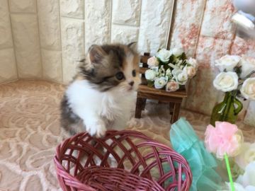 ペルシャMIX【埼玉県・女の子・2018年6月23日・キャリコ（ロングヘア）】の写真「キュートなキャリコちゃんです。」